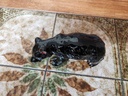 Ceramic Black Bear Made in Japan